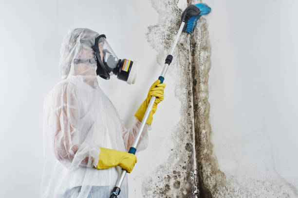 Mold Removal and Inspection in District Heights, MD