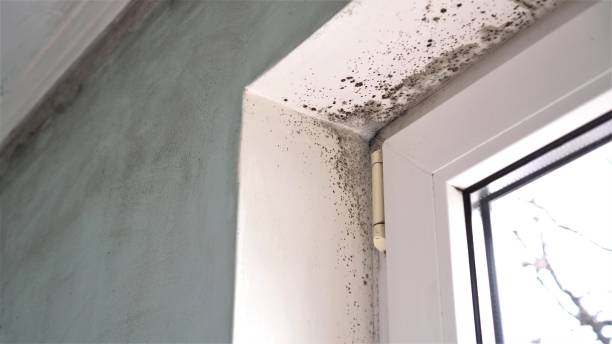 Best Mold Damage Repair  in District Heights, MD