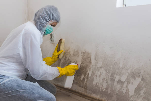 Best Toxic Mold Removal  in District Heights, MD