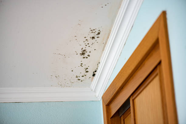 Best Fast Mold Removal  in District Heights, MD