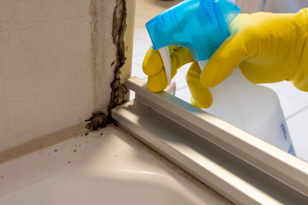 Best Mold Damage Repair  in District Heights, MD