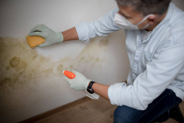 Mold Testing and Removal in District Heights, MD