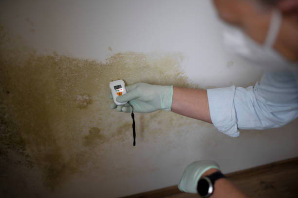 Best Commercial Mold Removal  in District Heights, MD