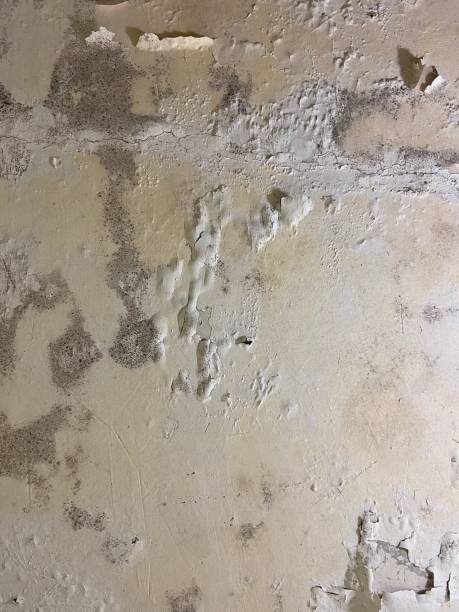 Best Mold Removal Near Me  in District Heights, MD