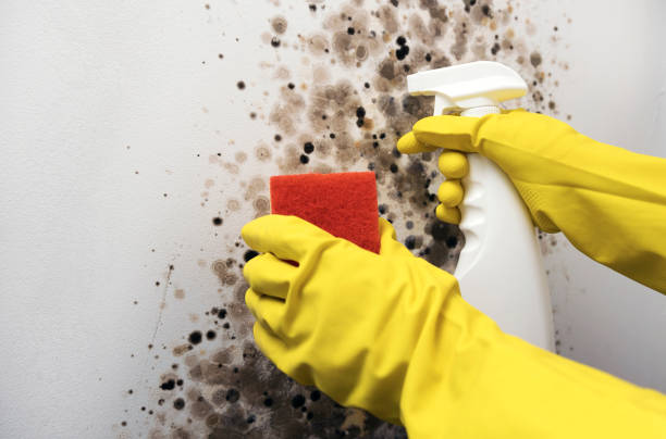 Best Commercial Mold Removal  in District Heights, MD