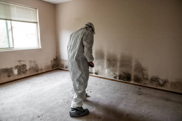 District Heights, MD Mold Removal Company