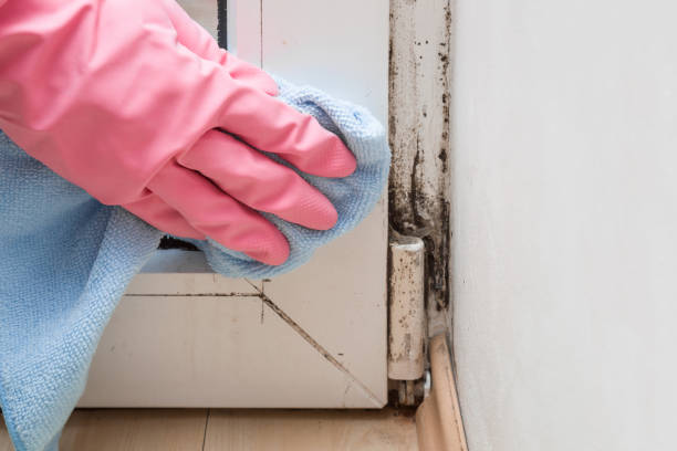 Best Local Mold Removal Service  in District Heights, MD