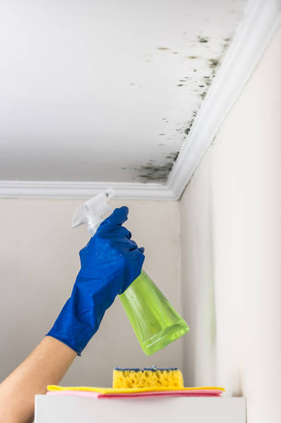 Best Mold Damage Repair  in District Heights, MD