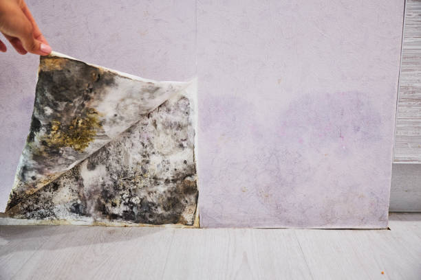 Best Attic Mold Removal  in District Heights, MD